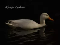 Grondel eenden [Anas]